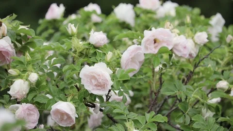 Bush white, beautiful roses 스톡 동영상 115572392