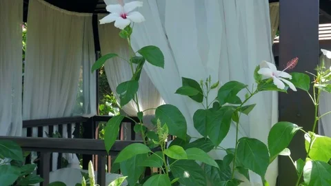 A bush with white flowers in the background of the tent with curtains. Relax in Stock Footage 80299408