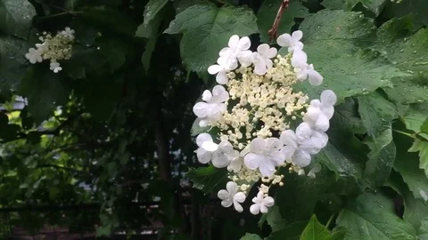 Bush with white flowers Stock Footage 78784378