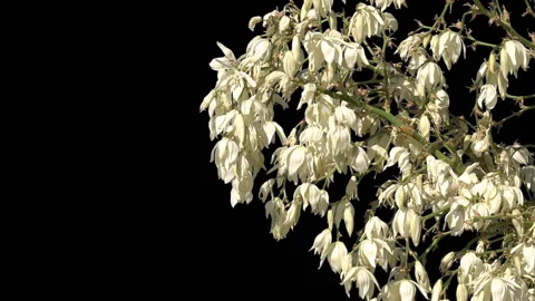 Bush with white flowers isolated Stock Footage 112893675