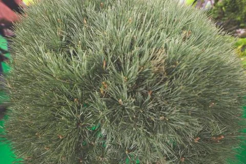 Bush white pine Stock Photos