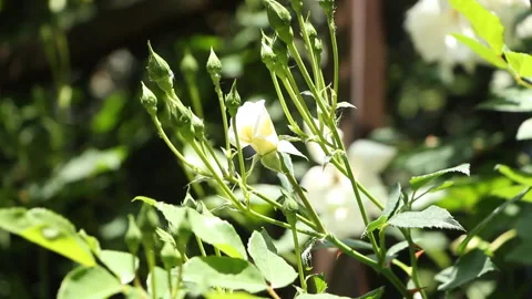 A bush of white roses in the arboretum develops in the wind Stock Footage 249620304