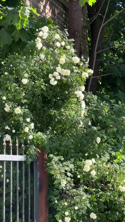 Bush of white roses shaking on wind. Vertical video Stock Footage 242602606