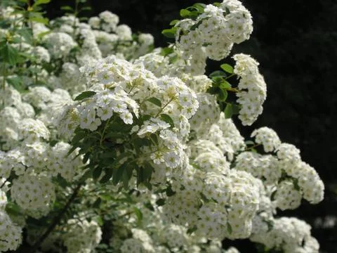 The bush of white spiraea 库存照片