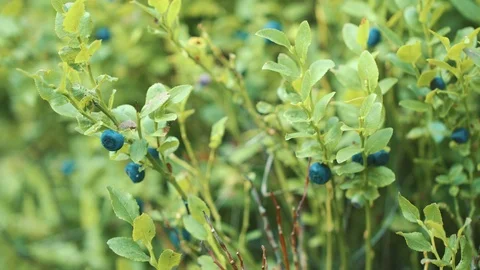 A bush of wild blueberry Stock Footage 94959892