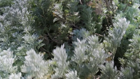 Bush of wild grass fluttering on the wing, close up 4k shot. Stock Footage 151914906
