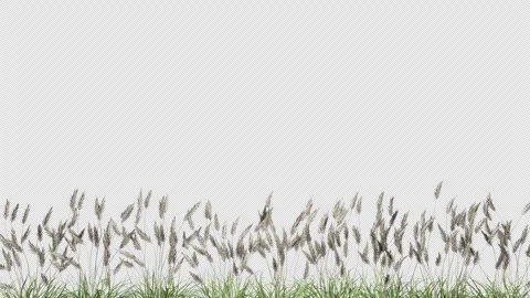 A bush of wild grass sways in the wind Stock Footage 312801189