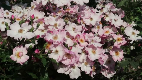 A bush of the wild rose Stock Footage 133864059