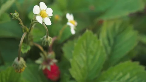 A bush of wild strawberries in a garden plot. Flowers, leaves and ripe Stock Footage 176001333