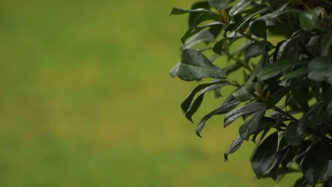 Bush in the wind during rain. free space Stock Footage 284250529