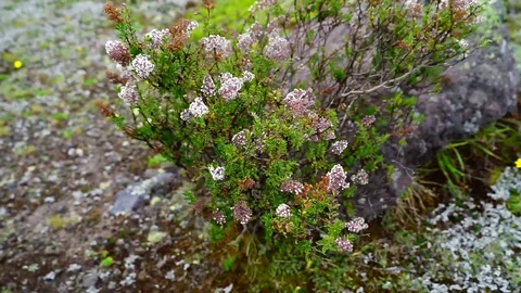 Bush in the wind Stock Footage 129515628