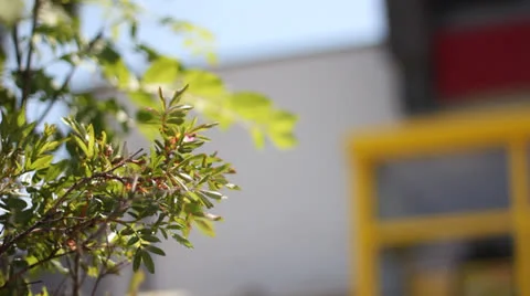 A bush in the wind g130001 Stock Footage 24470861