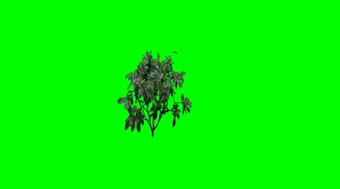 Bush in the wind - green screen Stock Footage 33719224