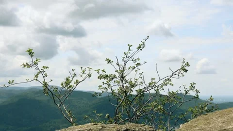 Bush in the wind with a view of the Black Forest in Germany Video stock 284912517