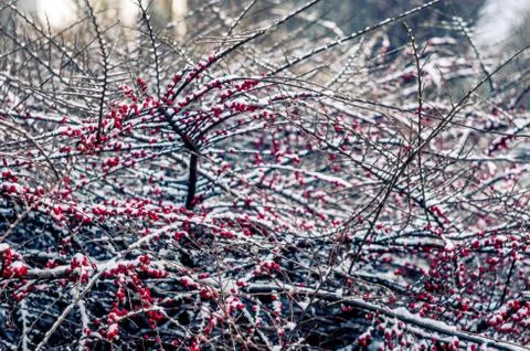Bush in the winter Stock Photos