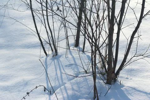 Bush in winter Stock Photos