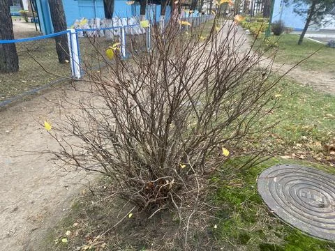 A bush without leaves in the fall. Horizontal image Stock Photos