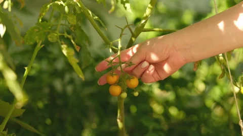 A bush with yellow cherry tomatoes, a woman's hand picking the fruits. Stock-Footage 280554298
