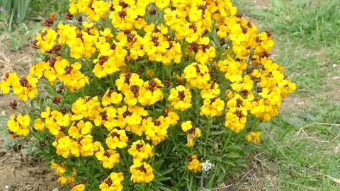 Bush yellow flowers 스톡 동영상 74434608