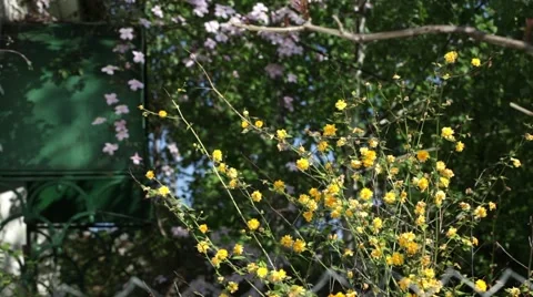 Bush with yellow flowers, small, arranged on the branches in the wind Stock Footage 59588379