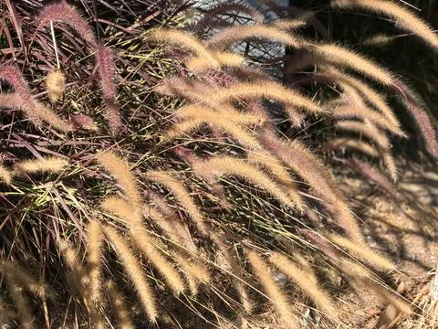 Bush of the yellow grass in the wind Stock Photos