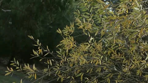 Bush with yellow leaves Stock Footage 10727674