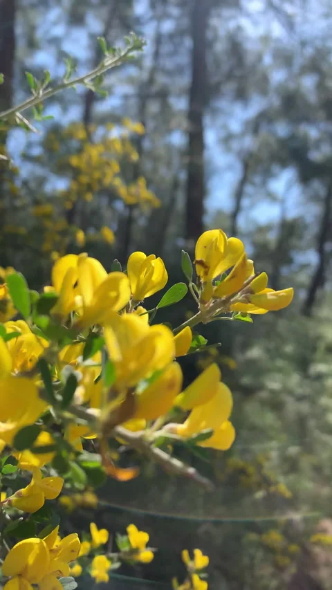 Bush with yellow small flowers in a forest vertical video Stock Footage 200738495