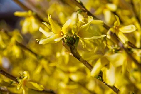 Bush yellows of yellow spring Stock Photos