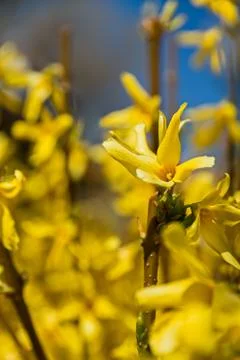 Bush yellows of yellow spring Stock Photos