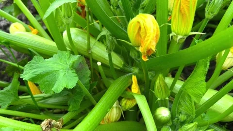 Bush with zucchini Stock Footage 245859431