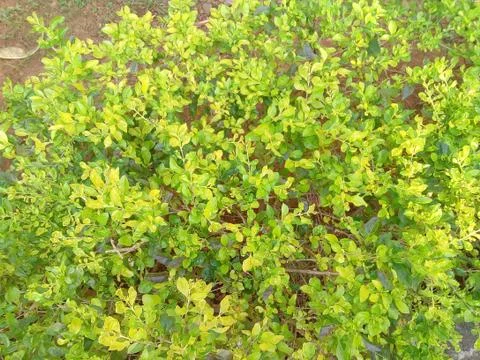 Bush1 Stock Photos