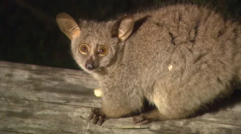 Bushbaby sitting on log eating food at Stock Video Pond5