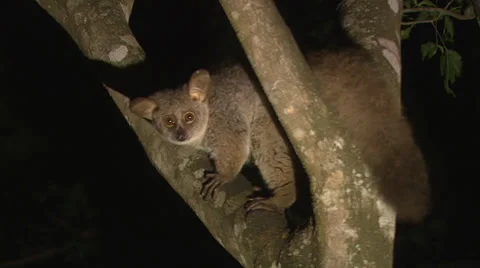 Bushbaby in a tree at night. Vídeos de archivo 35310982
