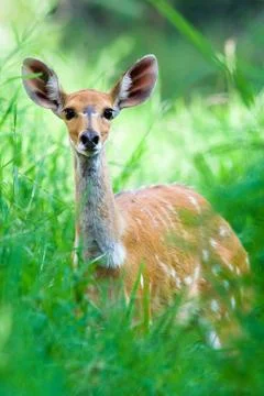 Bushbuck deer Stock Photos