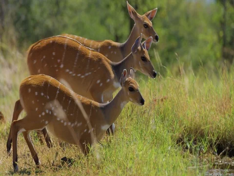Bushbuck Drinking Nervously 4k Stock Footage 72270351