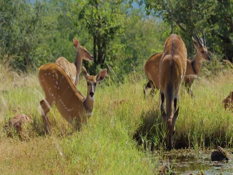 Bushbuck Drinking Nervously Stock Footage 72185387
