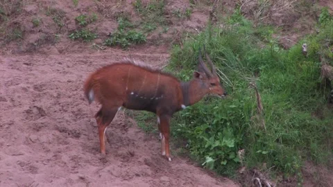 Bushbuck eating Video stock 172160157