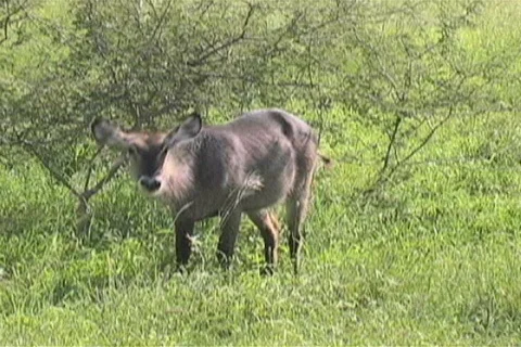 Bushbuck Video stock 96747