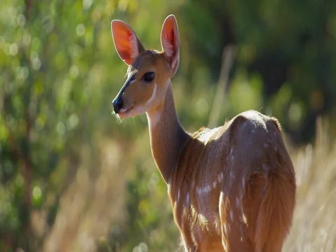 Bushbuck looks to camera left Stock Footage 72171537