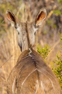Bushbuck Foto stock