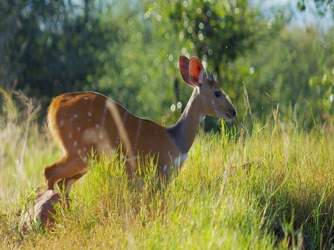 Bushbuck spooked while drinking Stock Footage 72272454