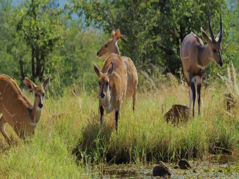 Bushbuck startled while drinking Stock Footage 72185217