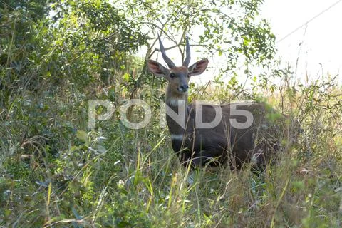 Bushbuck - tragelaphus scriptus Stock Photos