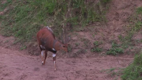 Bushbuck walking by sandy riverbed Stock Footage 172160163