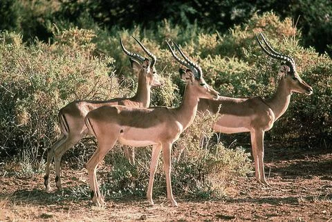 Bushbucks Stock Photos