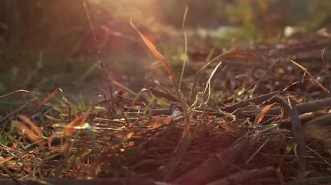 Bushcraft (fire &amp; smoke) Stock Footage 12372446