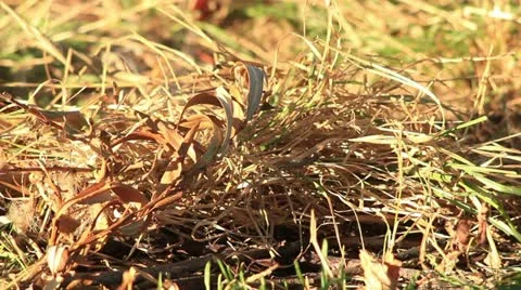 Bushcraft (fireplace) Stock Footage 12365789