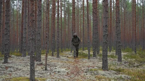 Bushcraft hiker with backpack strides under straight pine 스톡 동영상 320784605