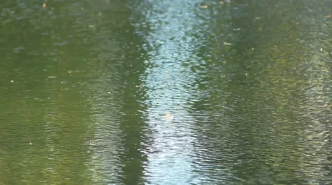 Bushcraft (river)_1 Stock Footage 12368359