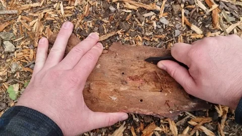 Bushcraft Scraping Pine Tree Bark to Make Natural Fire Tinder Pile Stock Footage 185973432